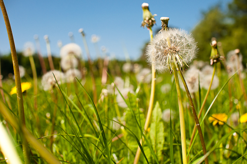 An Exploration: Field