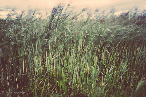 Wind blowing reeds