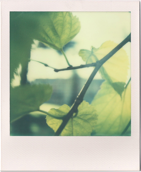 Catching In the Light Creating 