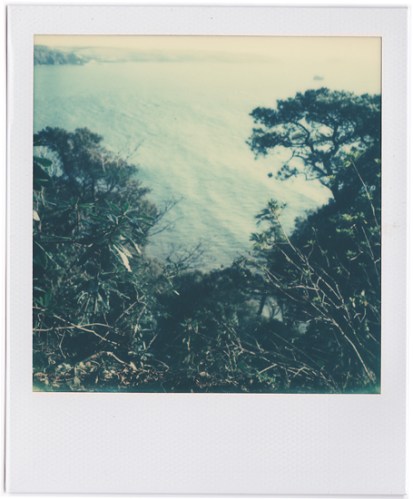 Looking down cliffs through trees and shrub the sea and beyond