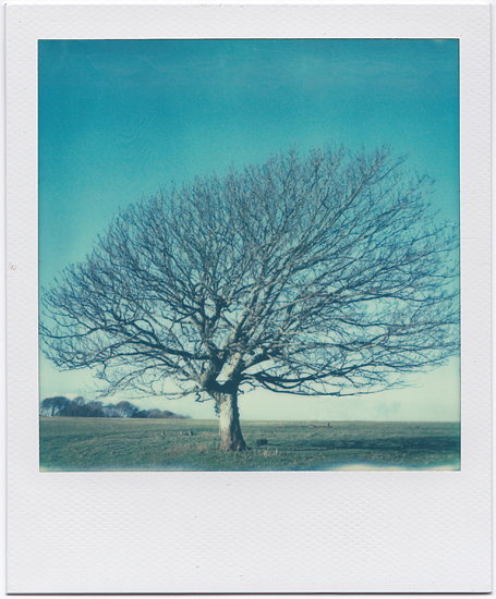 Windswept and Battered This Lonely Tree Polaroid SX-70