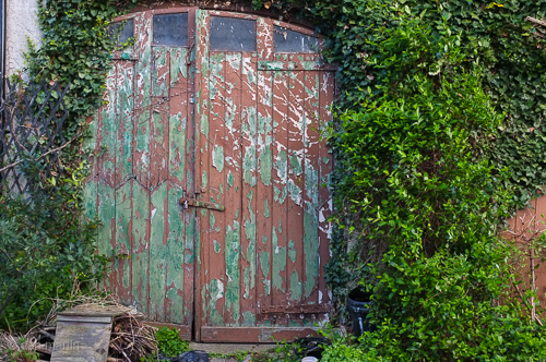 Into - and beyond - growth - change lovely ageing.. peely paint and textures on these doors. 