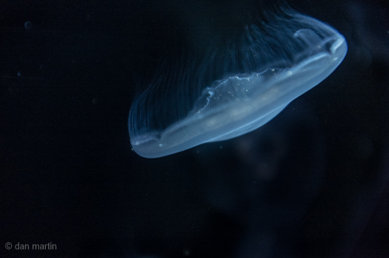 A wonder of nature Alien Upside Down, and all around. It's Jellyguy