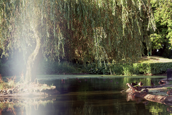 Contentment in Nature