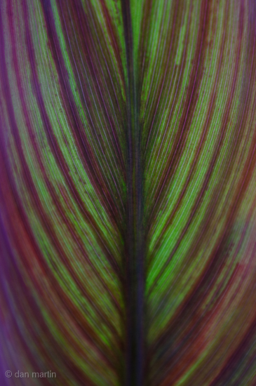 Translucence of Colour