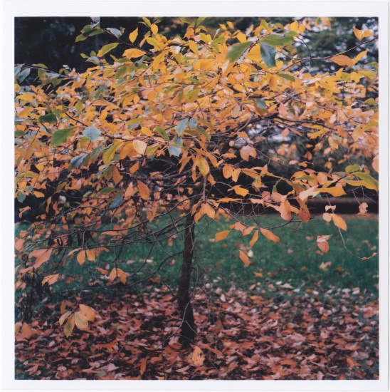 Bright Past Autumn Day Yashica Mat 124-g