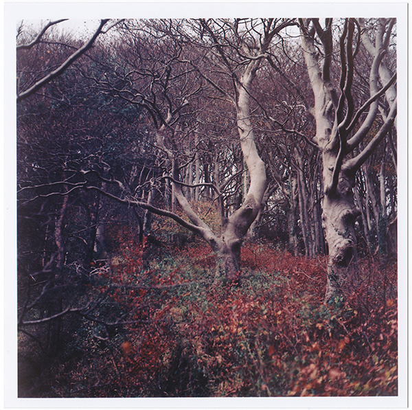 White spurs reaching 