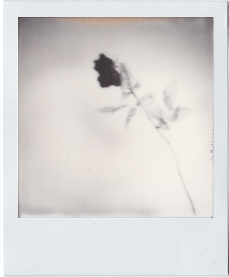 SX-70 Polaroid