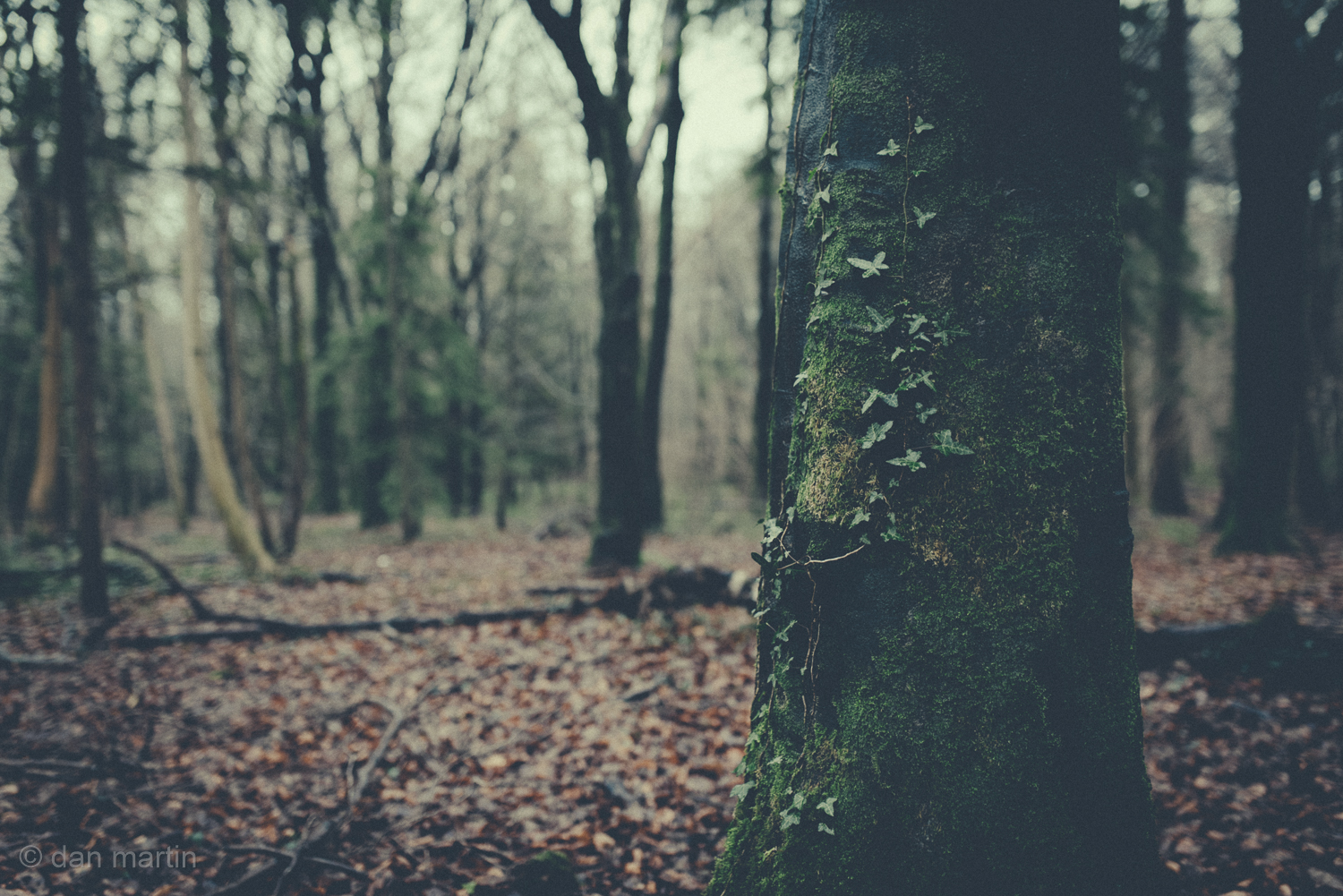 You have to love woods in the winter; the cold light, the dampness. Saturated. Eerie.  Yet beautiful.