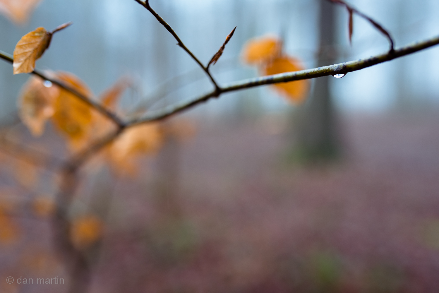 Paused - The moment - That moment before. Slowly, as you watch the water collect.. and fall away. The slight bounce from that small loss of weight. The Twig. 
