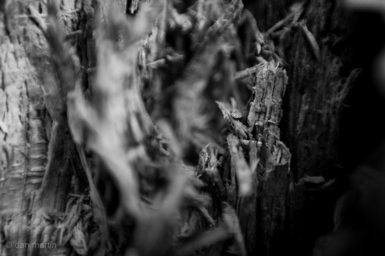 Within and among. The intricate details.. dried and rotting wood. Reverse mounted 50mm