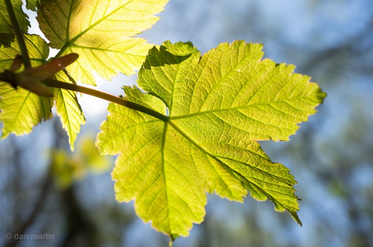 That spring sunshine, The feeling of warmth eroding the winter, The light, Upon new leaves.