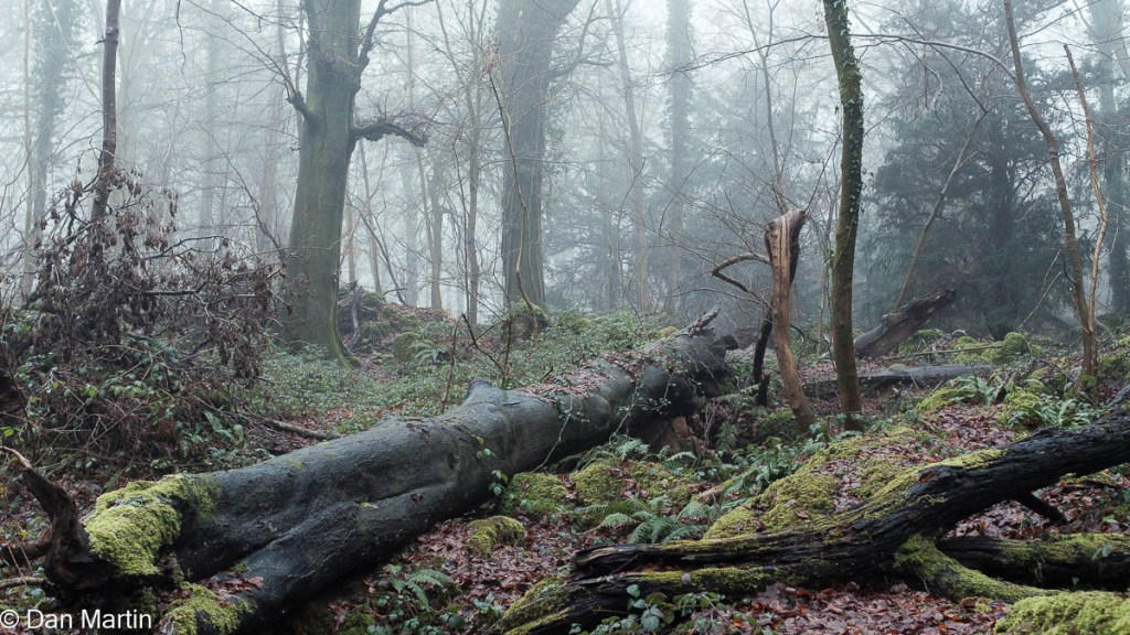 e c h o i n g s o f t l&nbsp;y