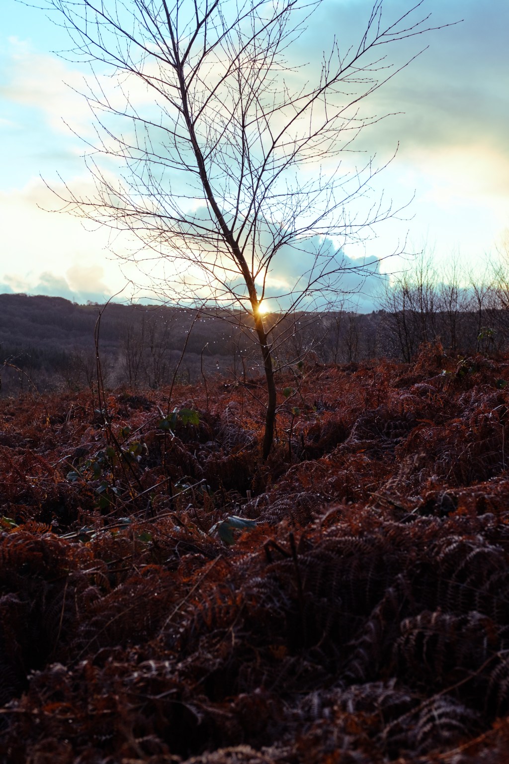 s e a o f r e d #&nbsp;4