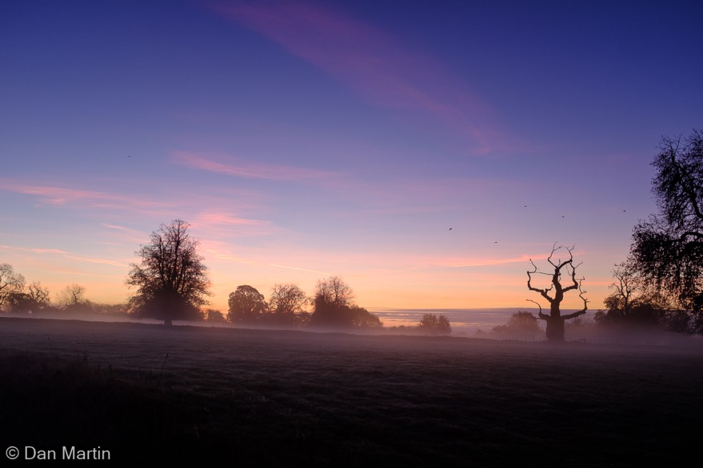 t h e m i s t t h e t r e e a n d t h e b i r d&nbsp;s